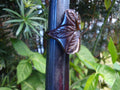 Vintage Jet Black Bakelite Ring! Flower & Leaf Carvings; Size 4!